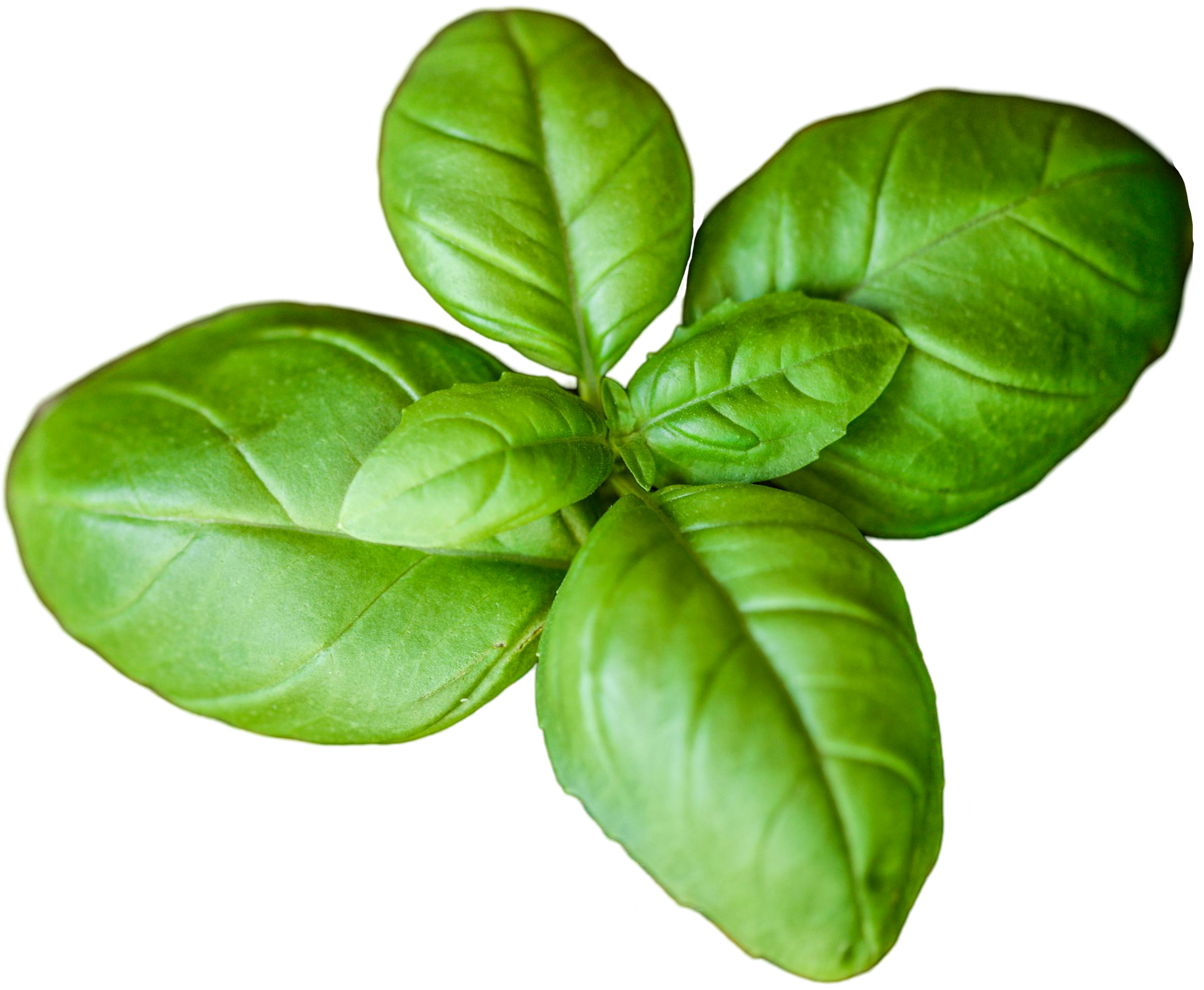 Basil leafs