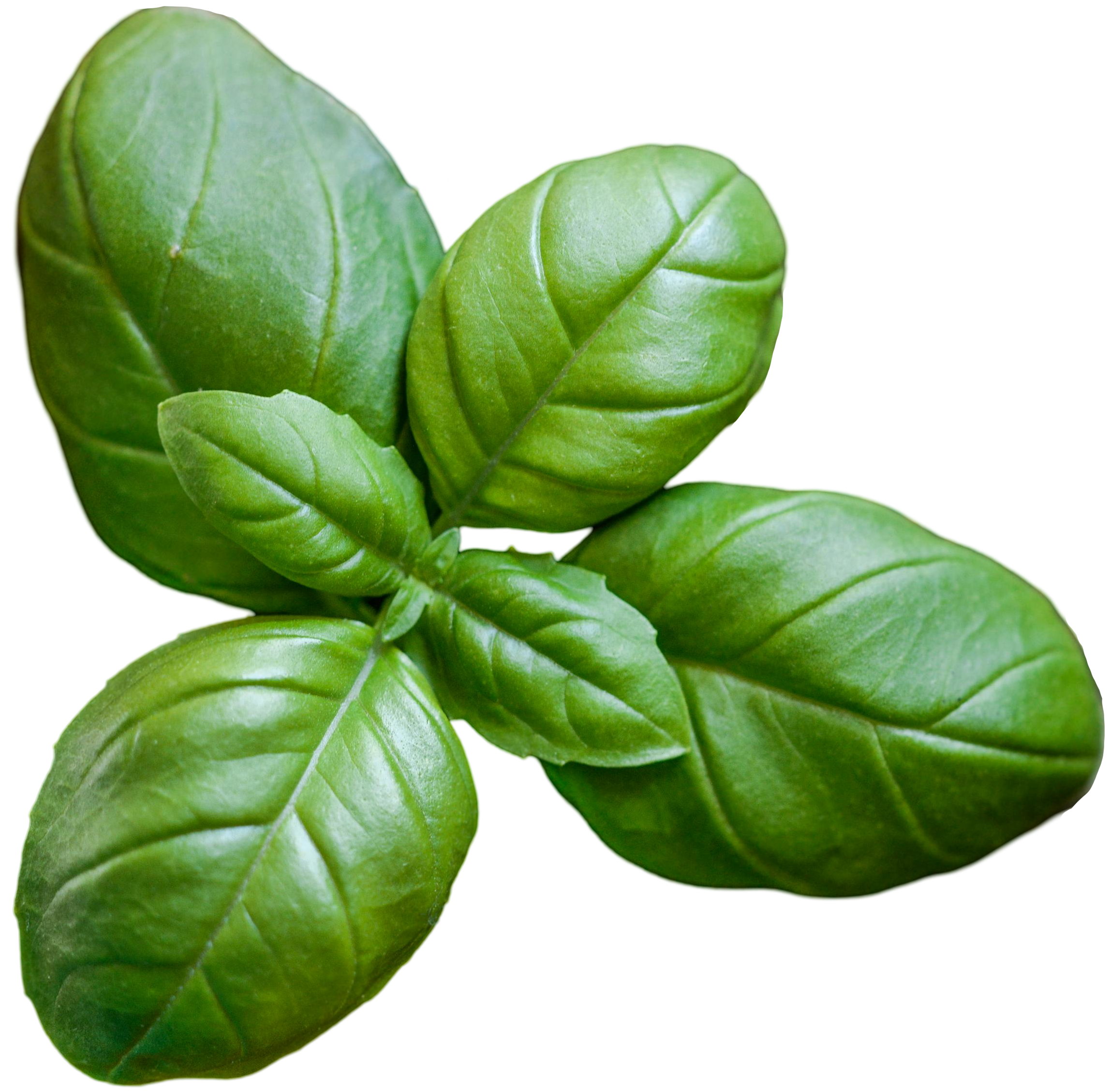 Basil leafs